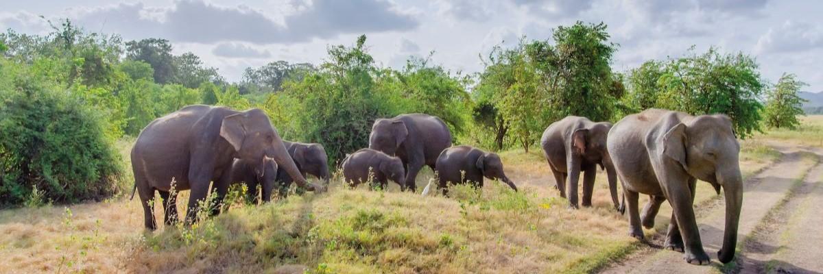 Exclusivement pour les voyageurs solos - Sri Lanka - Perle de l'océan Indien avec prolongation à la plage de Beruwala